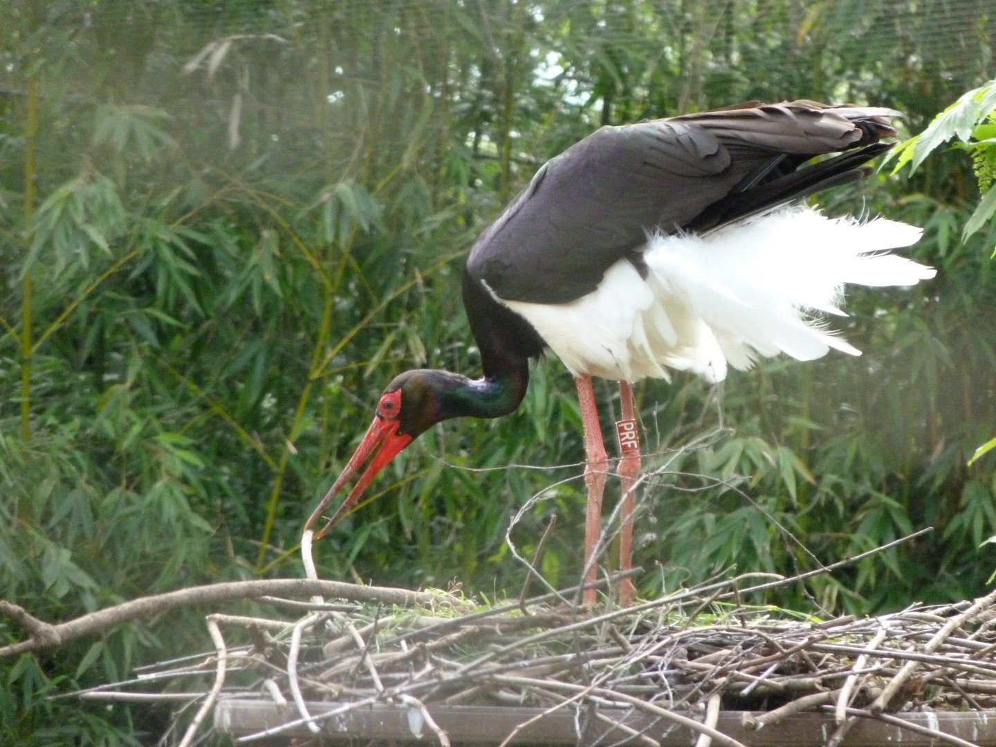 Black stork -Bioparc de Doué la Fontaine (2025)