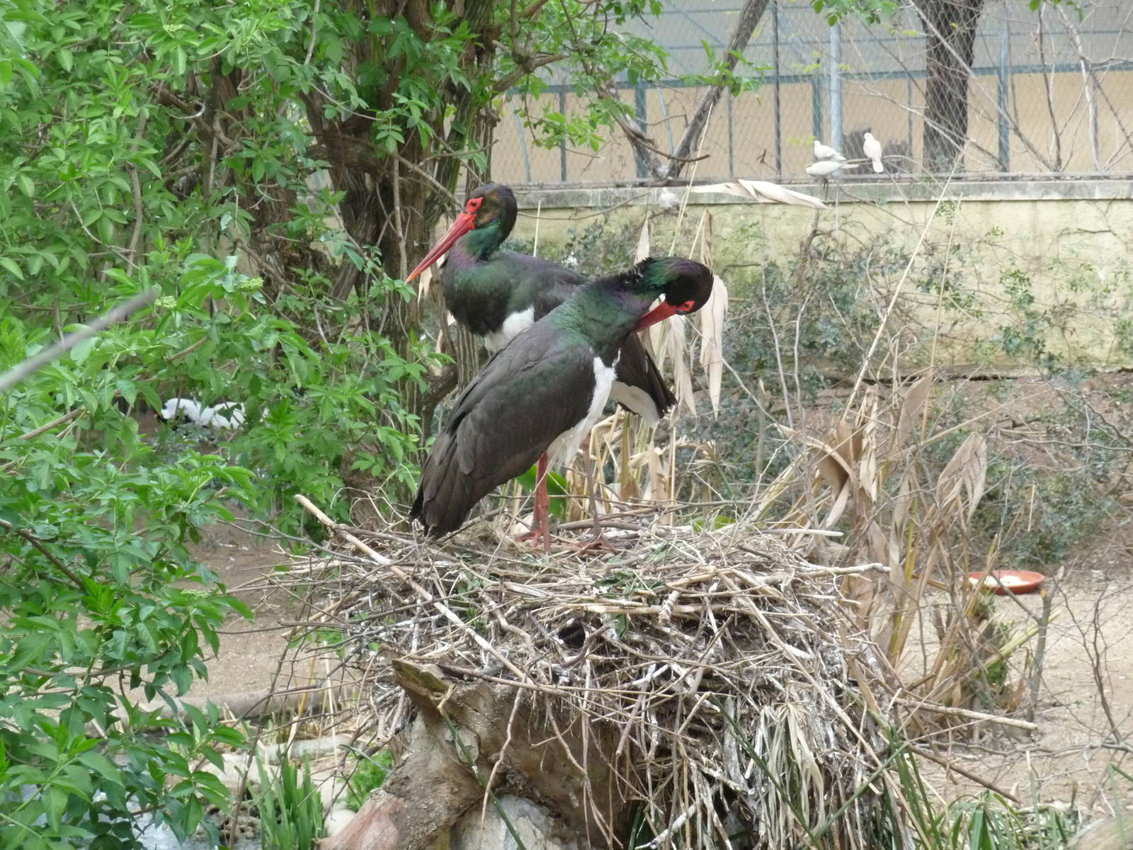 black stork bioparco