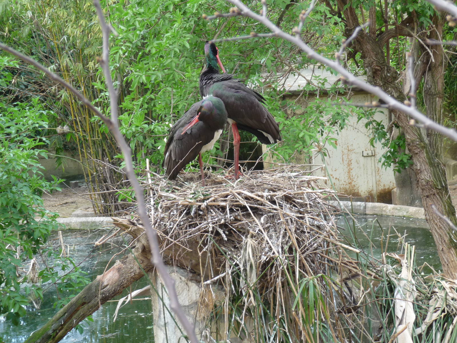 black stork bioparco
