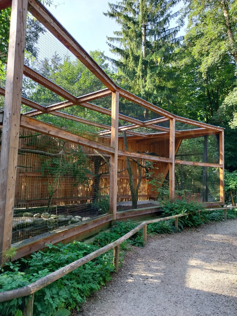 Black stork & Black swan aviary
