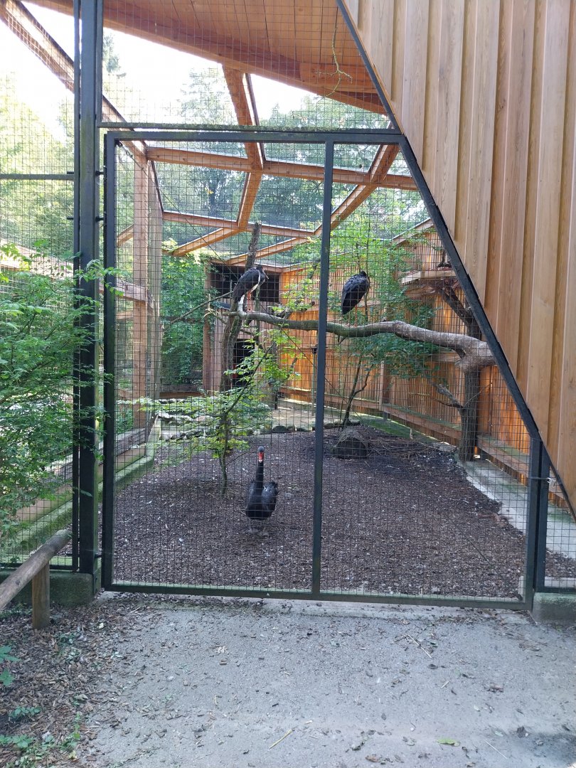 Black stork & Black swan aviary