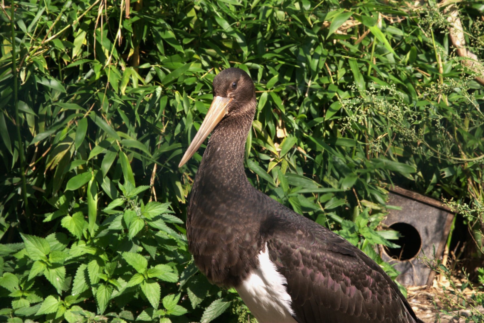 Black Stork (Ciconia nigra), 13-09-25