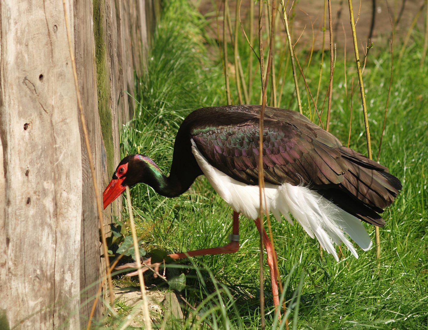 Black stork (Ciconia nigra), 2007-04-01