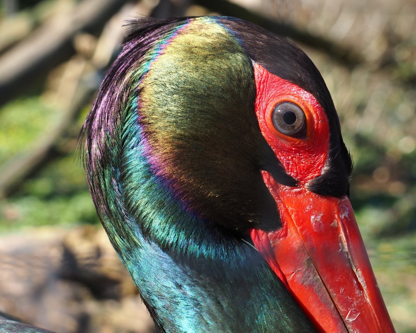 Black stork (Ciconia nigra), 2019-03-30