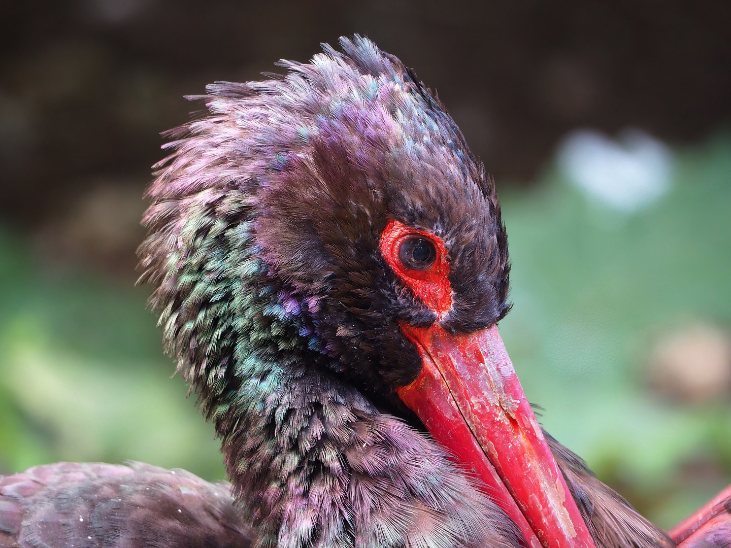 Black stork (Ciconia nigra), 2022-08-28