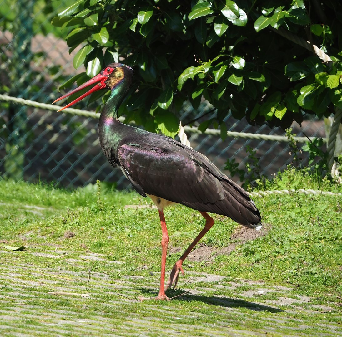 Black stork (Ciconia nigra), 2023-04-30