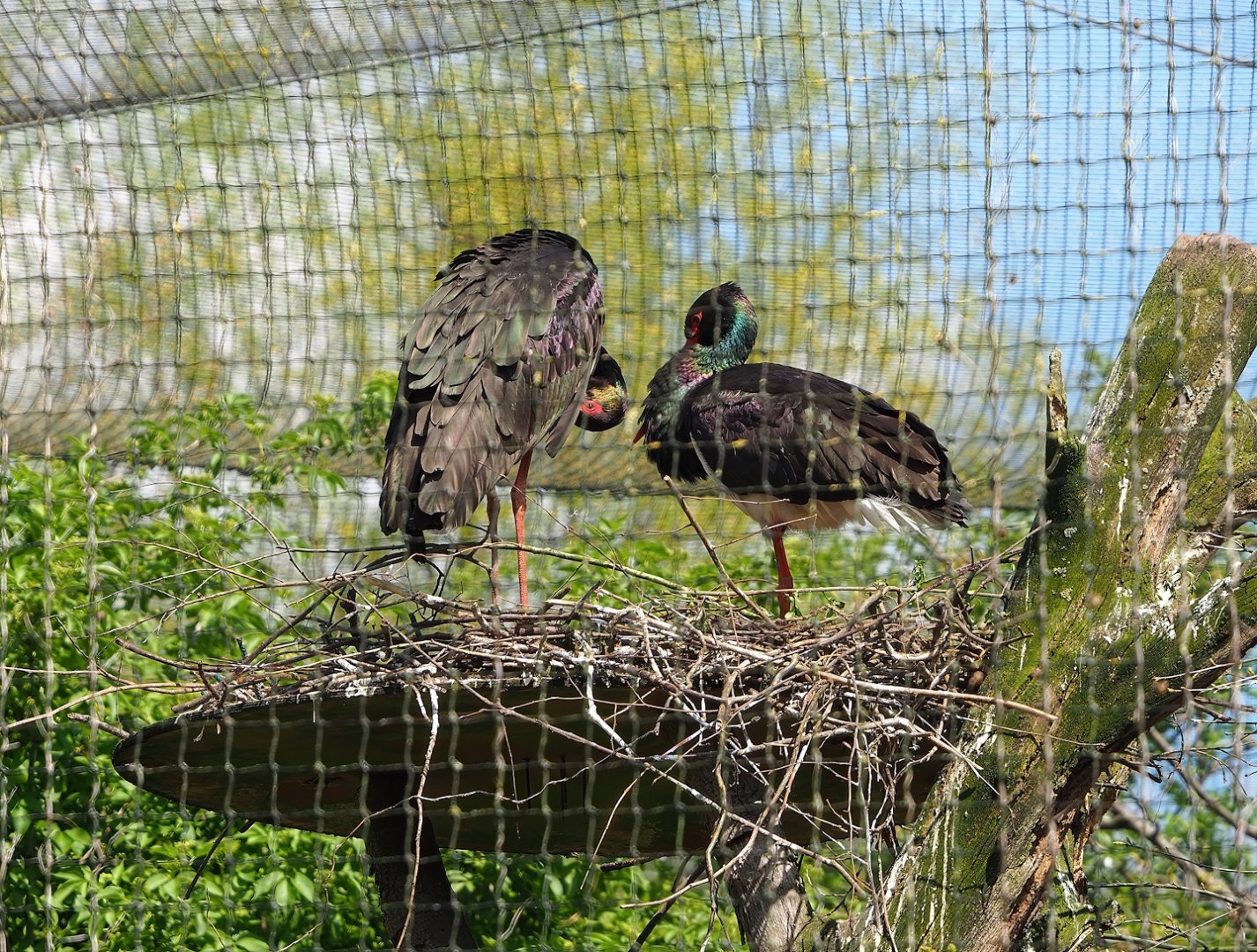 Black stork (Ciconia nigra), 2023-04-30