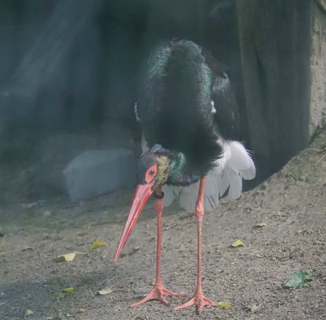 Black stork (Ciconia nigra), 2024-05-24