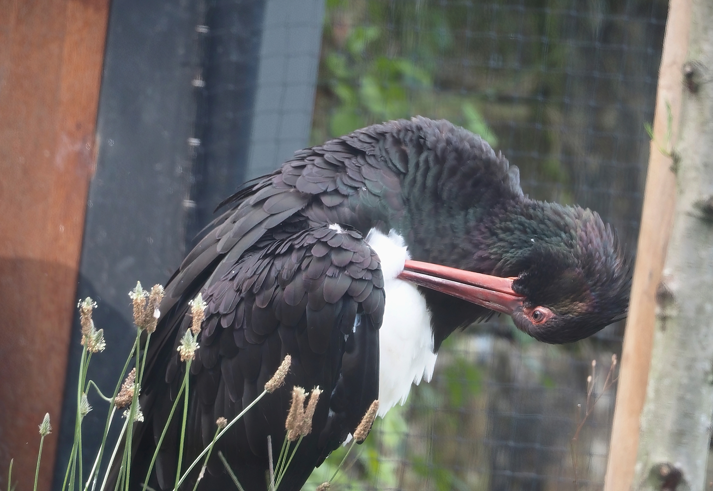 Black stork (Ciconia nigra), 2024-08-21