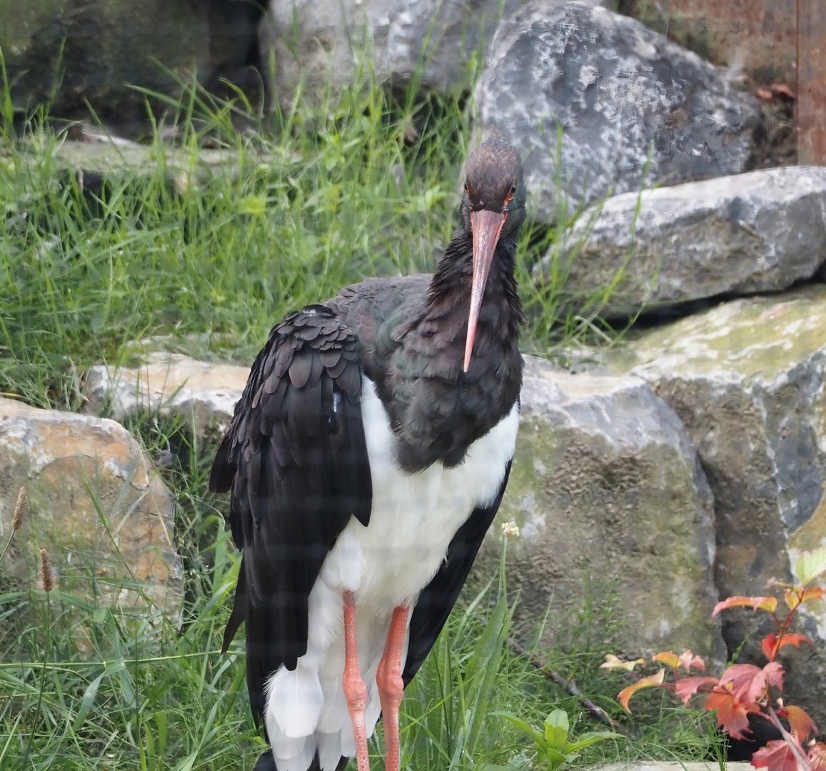 Black stork (Ciconia nigra), 2024-08-21