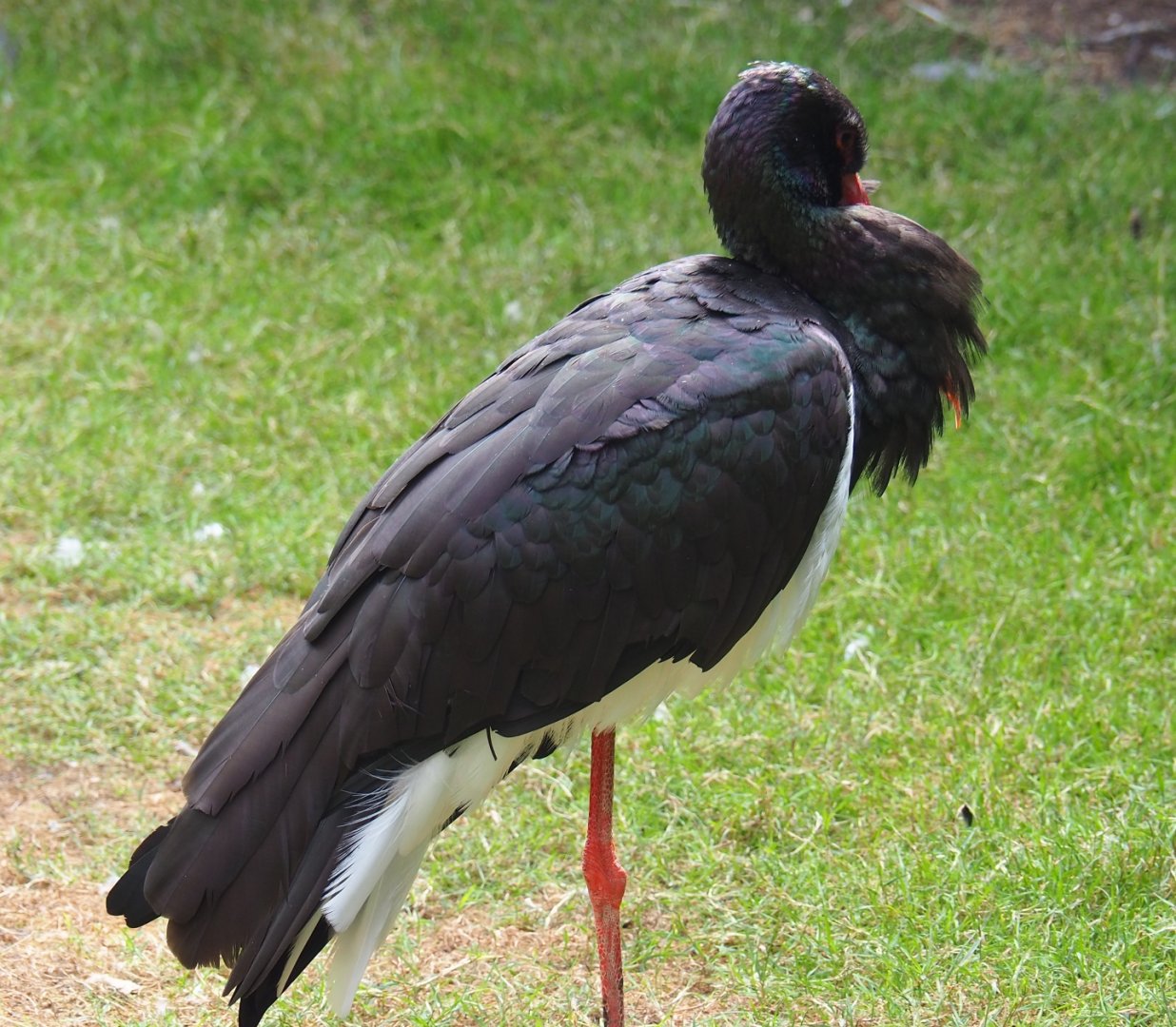 Black stork (Ciconia nigra), Aug 28th, 2018