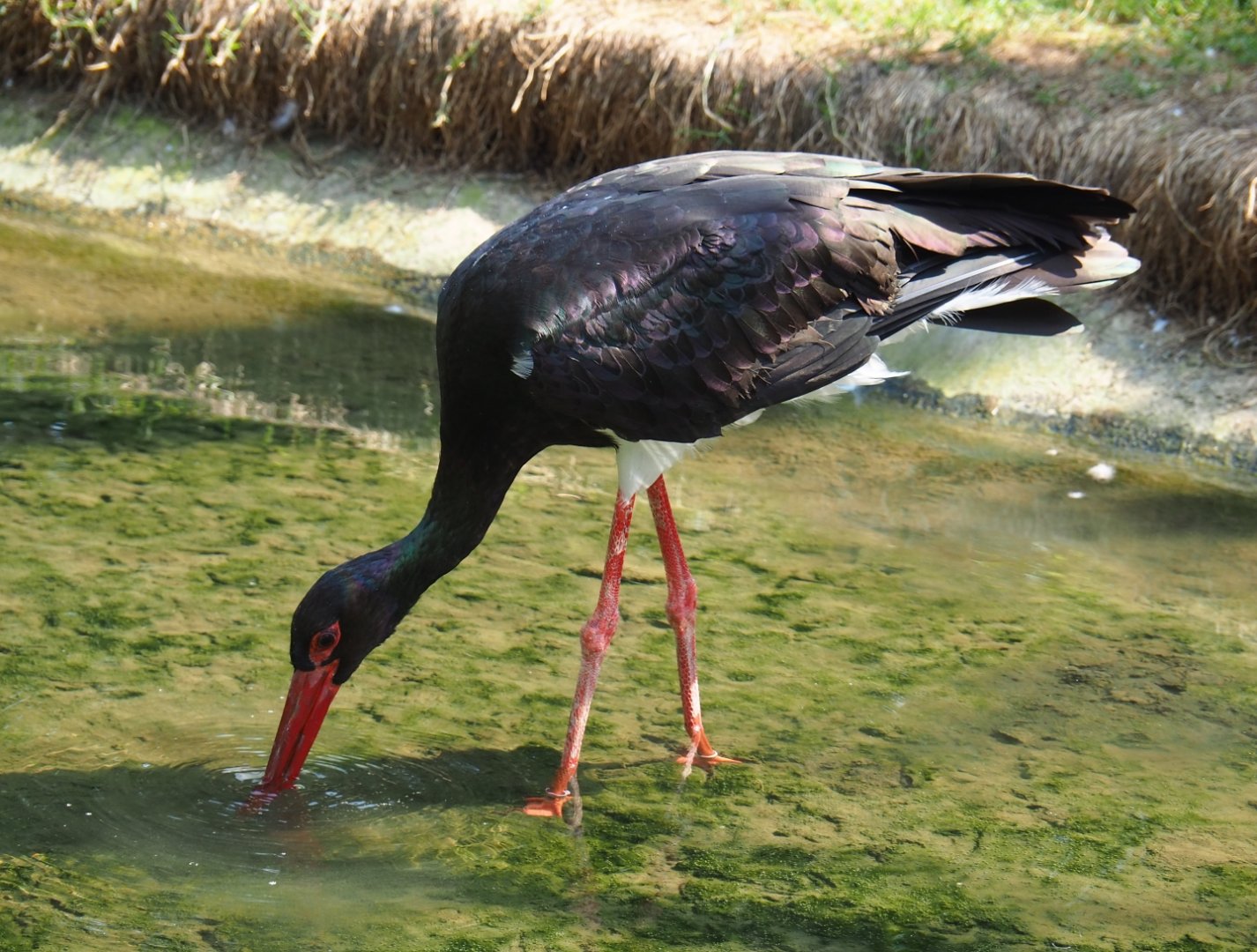 Black stork (Ciconia nigra), Aug 28th, 2018