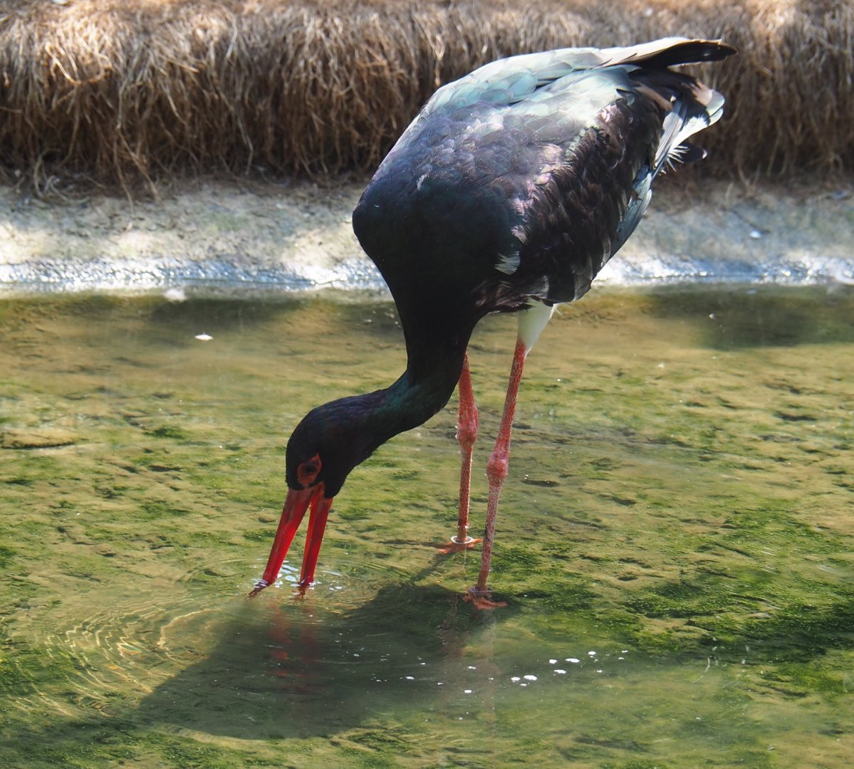 Black stork (Ciconia nigra), Aug 28th, 2018