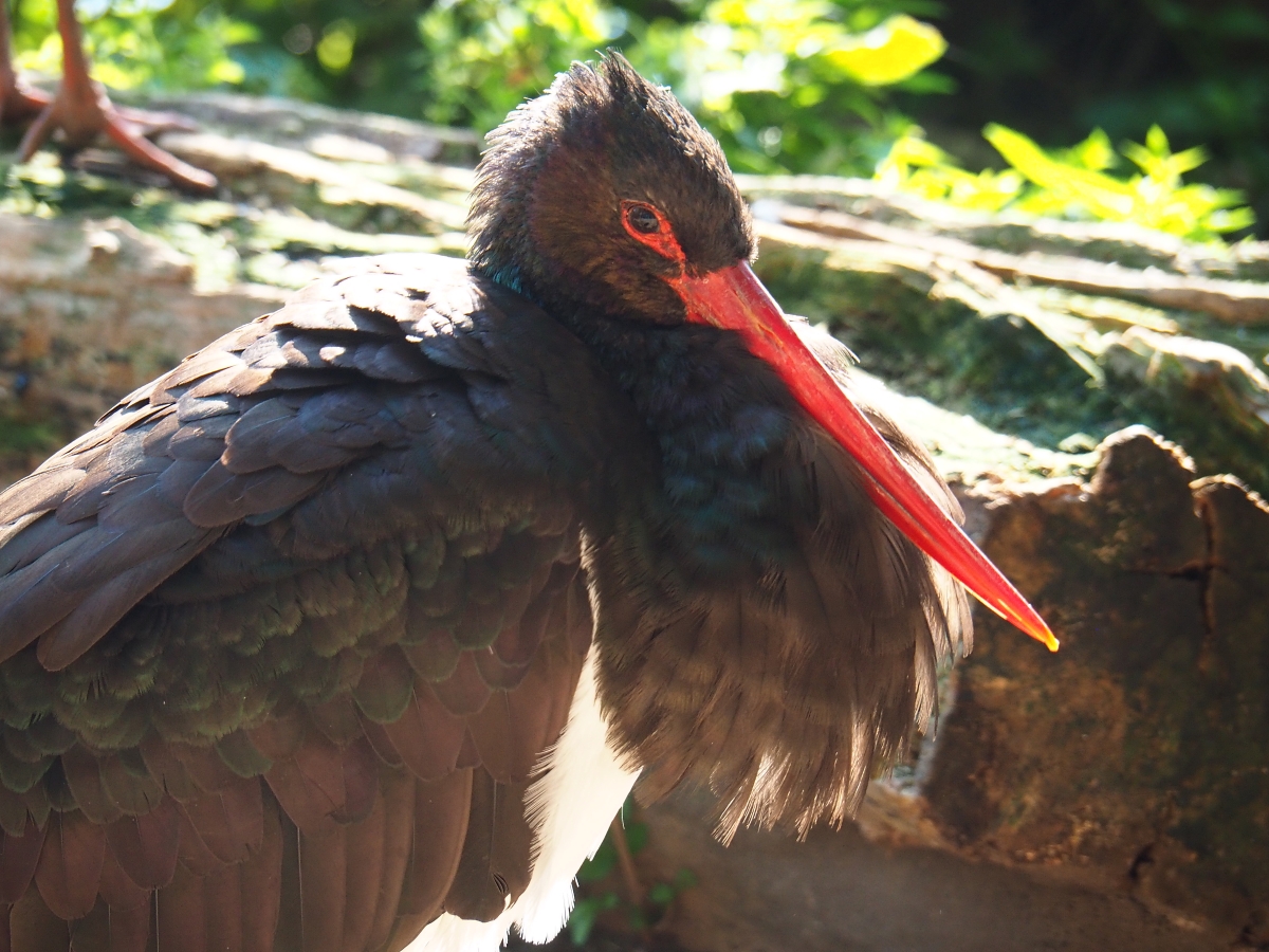Black stork (Ciconia nigra), Sep 2nd, 2018