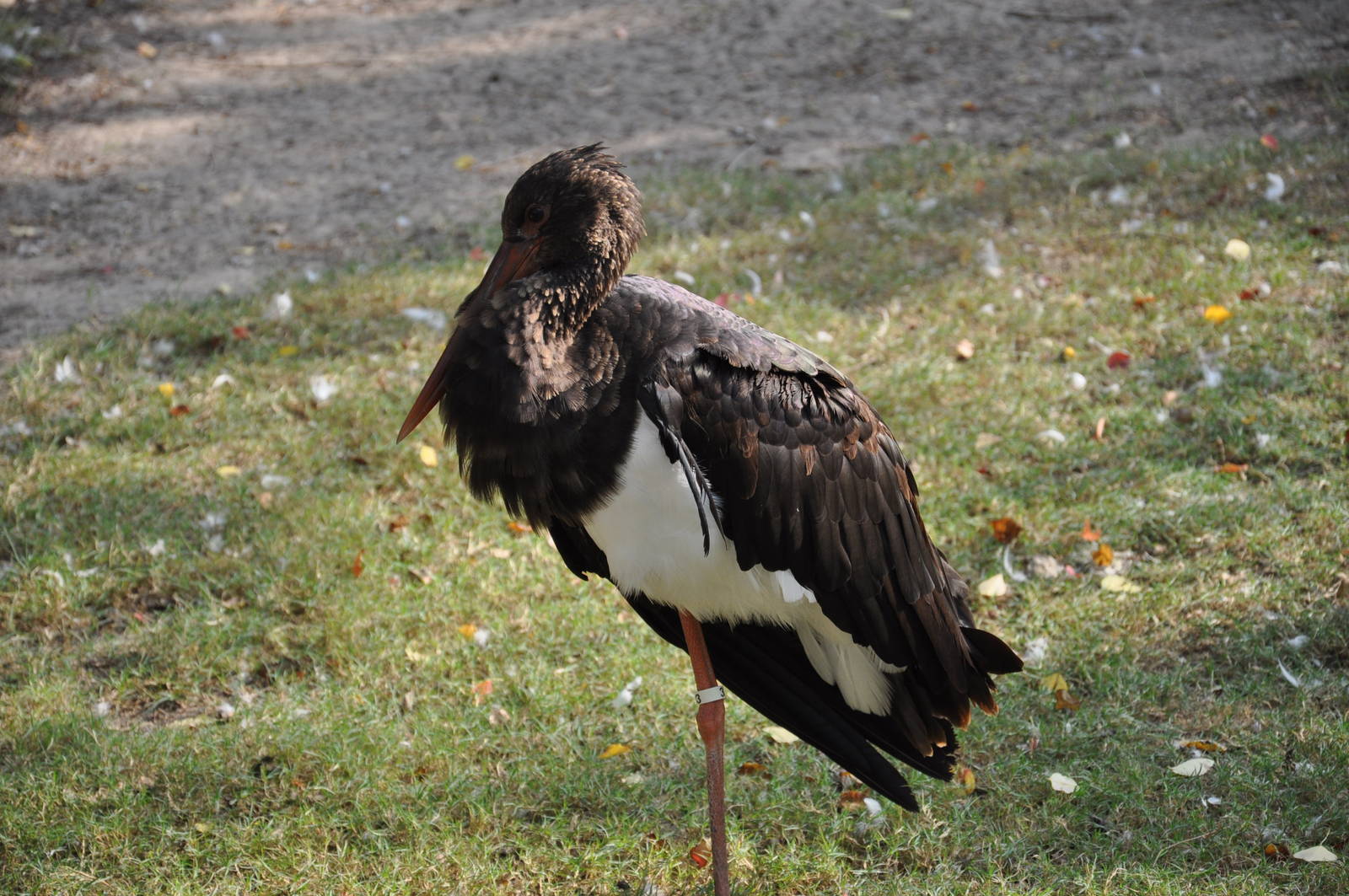 Black stork/ Ciconia nigra