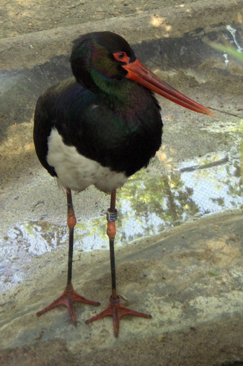 Black Stork (Ciconia nigra)