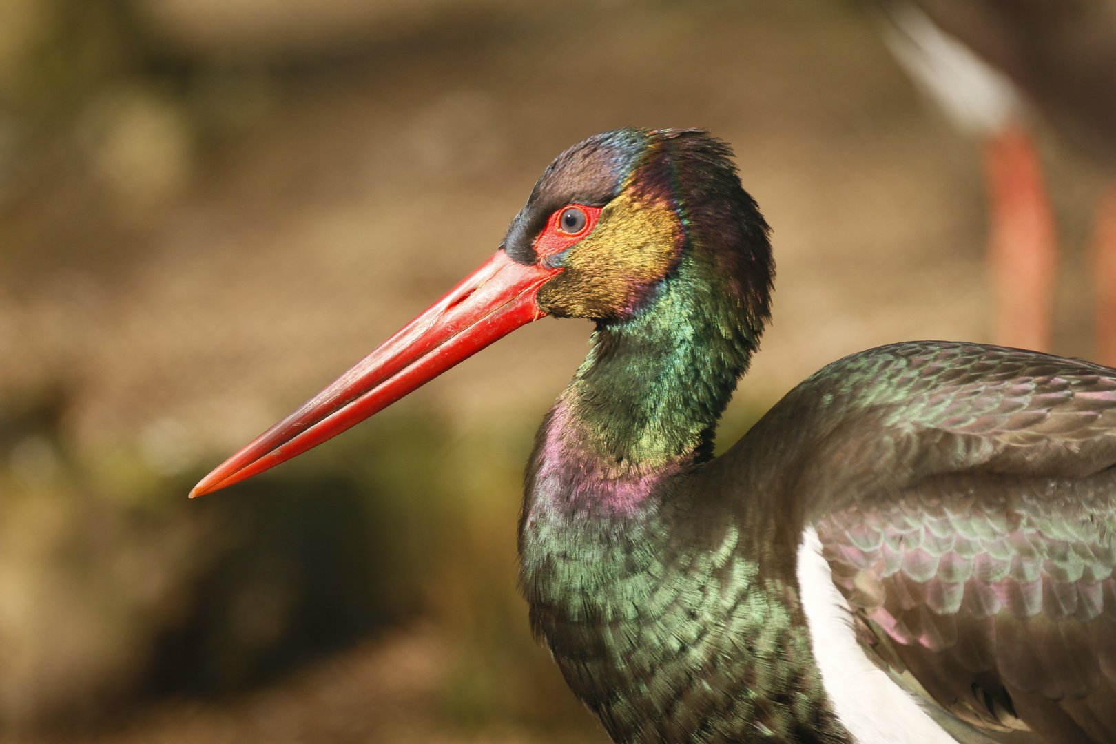 Black stork (Ciconia nigra)