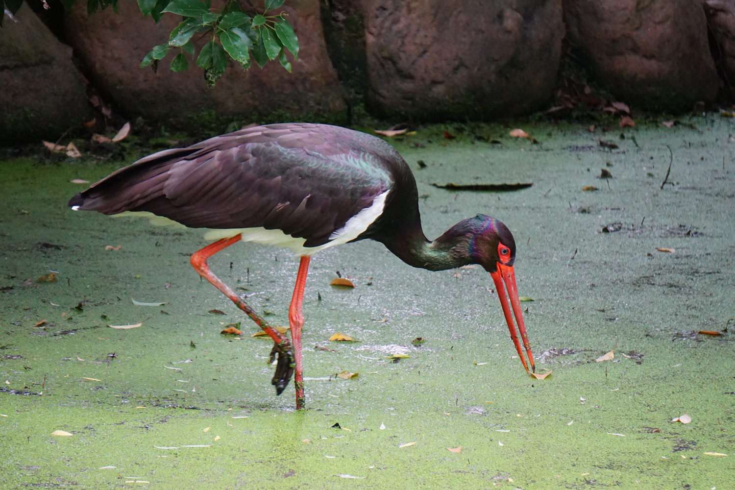Black stork (Ciconia nigra)
