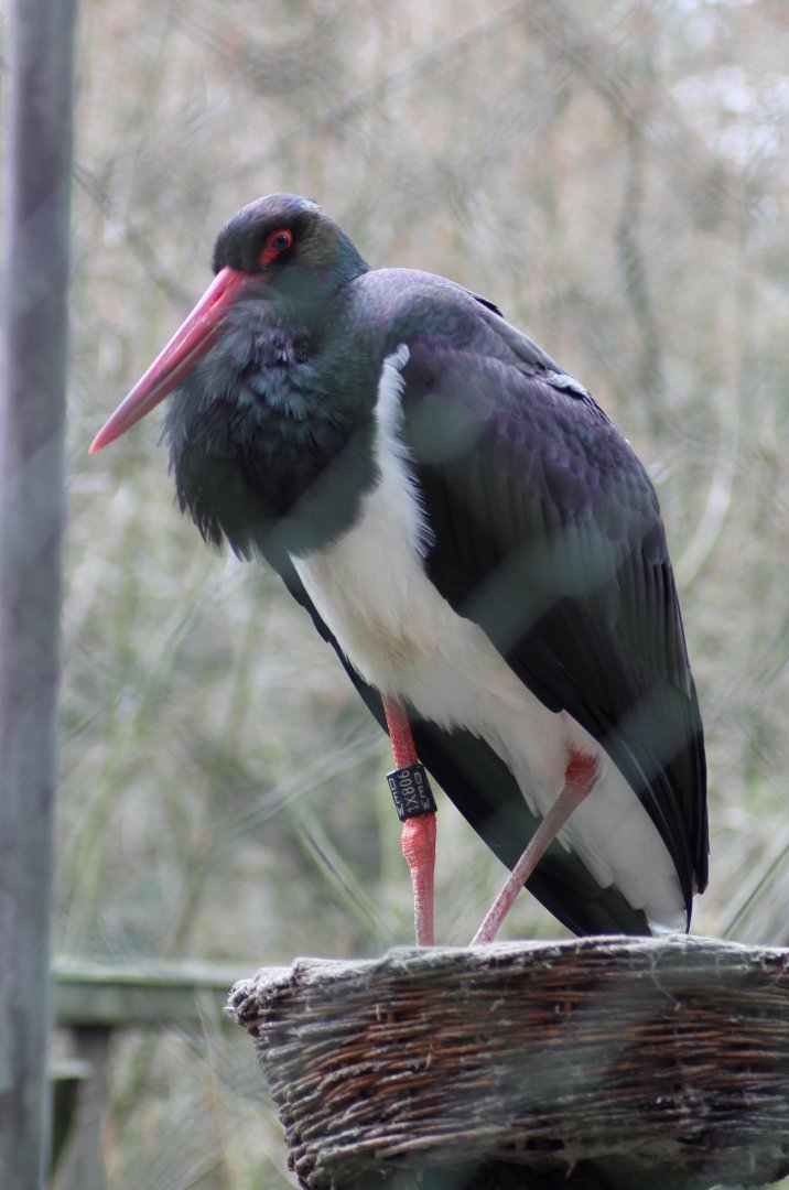 Black stork (Ciconia nigra)