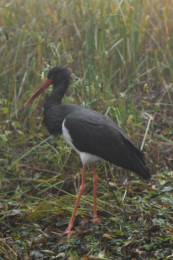 Black stork (Ciconia nigra)