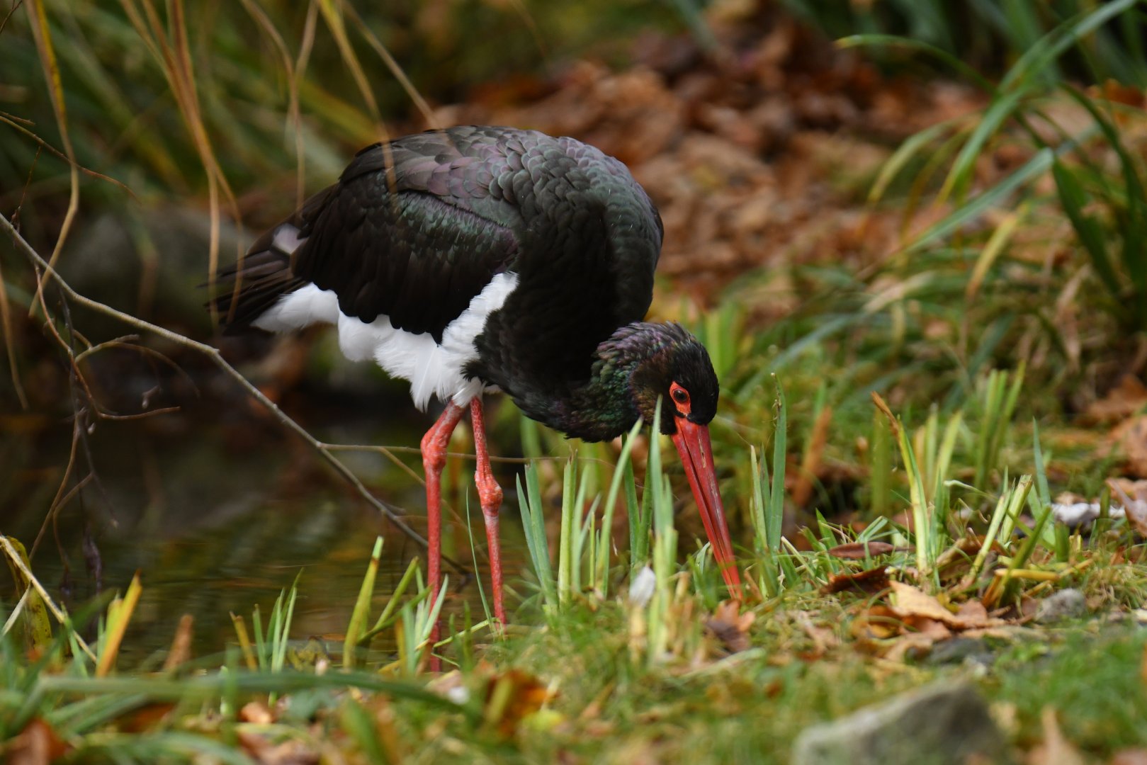 Black stork (Ciconia nigra)