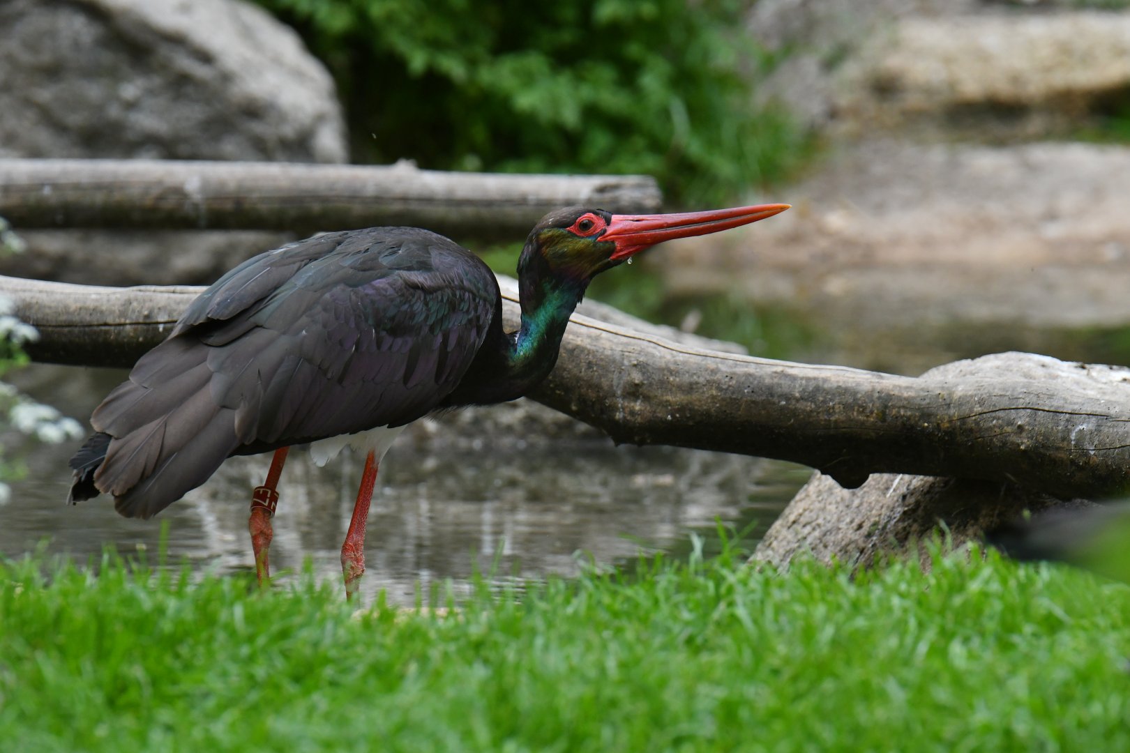 Black stork (Ciconia nigra)