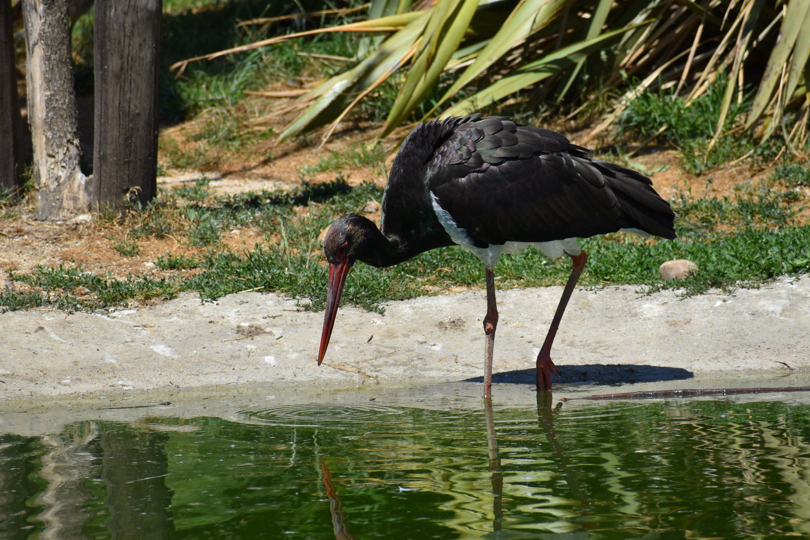 Black Stork - Ciconia nigra