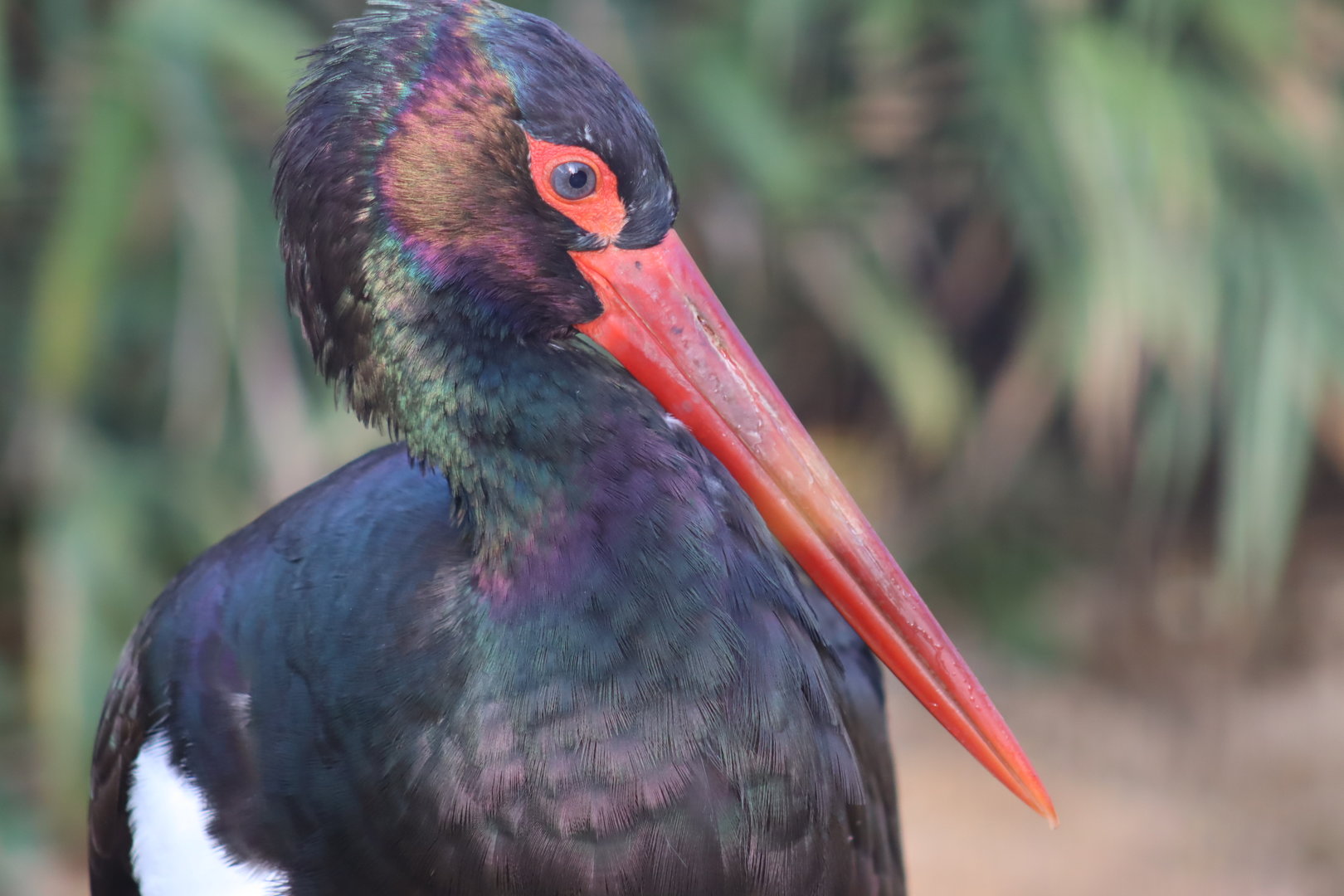Black Stork (Ciconia nigra)