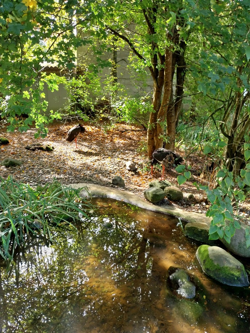 Black stork (Ciconia nigra)