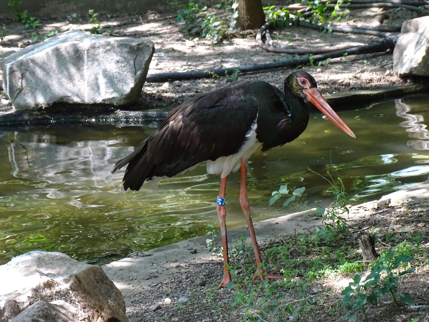 Black stork (Ciconia nigra)