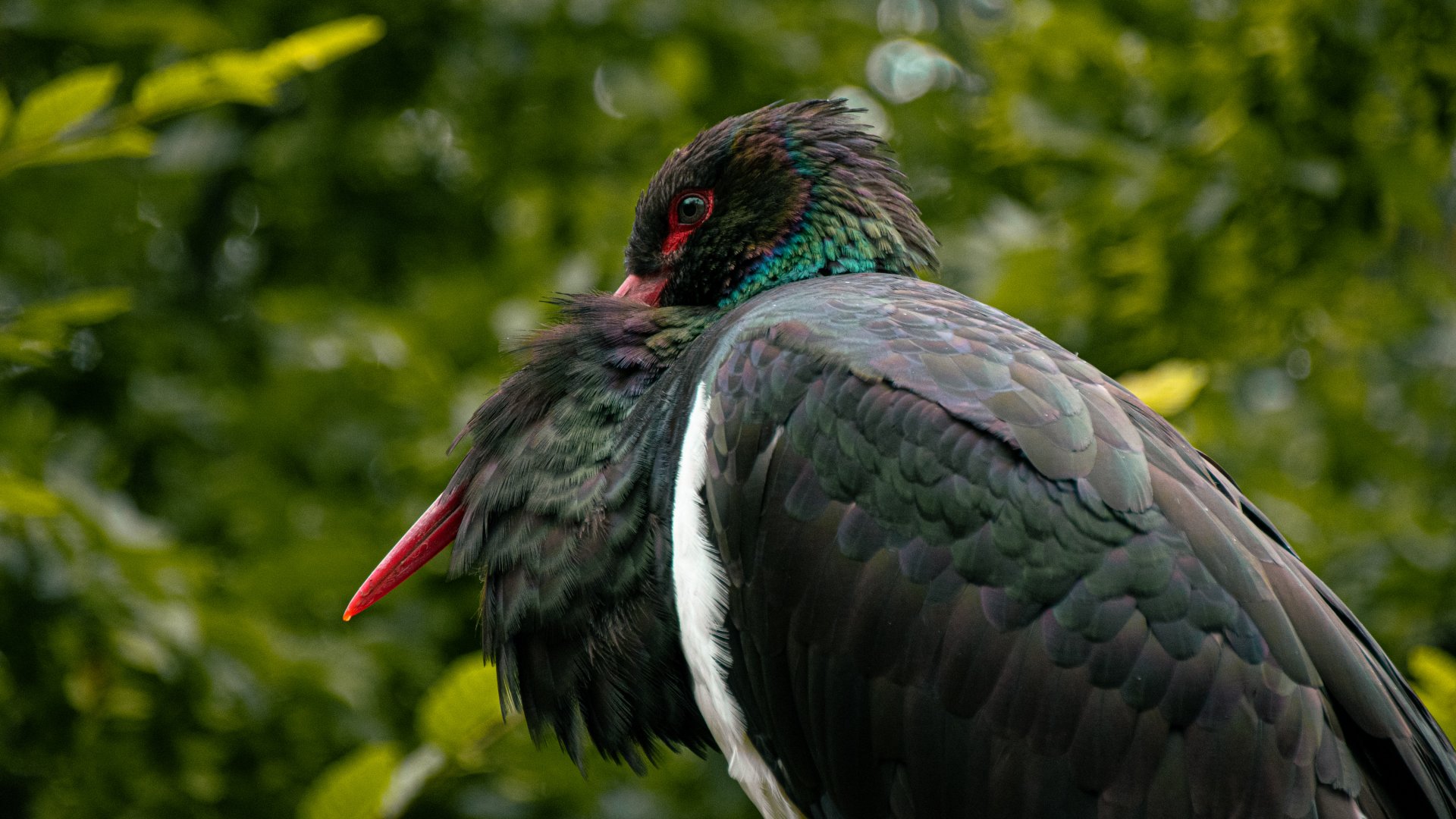 Black stork (Ciconia nigra)