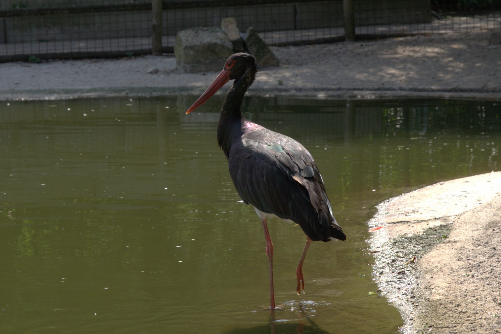 Black Stork (Ciconia nigra)