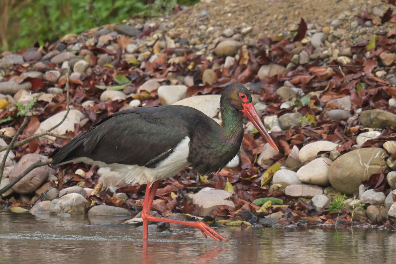 Black stork Ciconia nigra