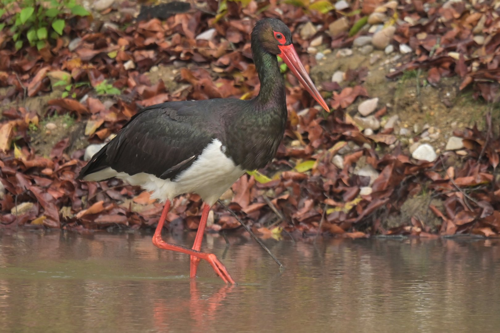 Black stork Ciconia nigra