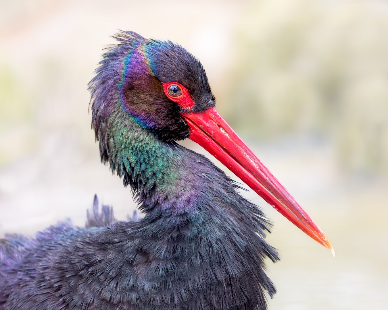 Black Stork / Cotswold Wildlife Park / 5-4-23