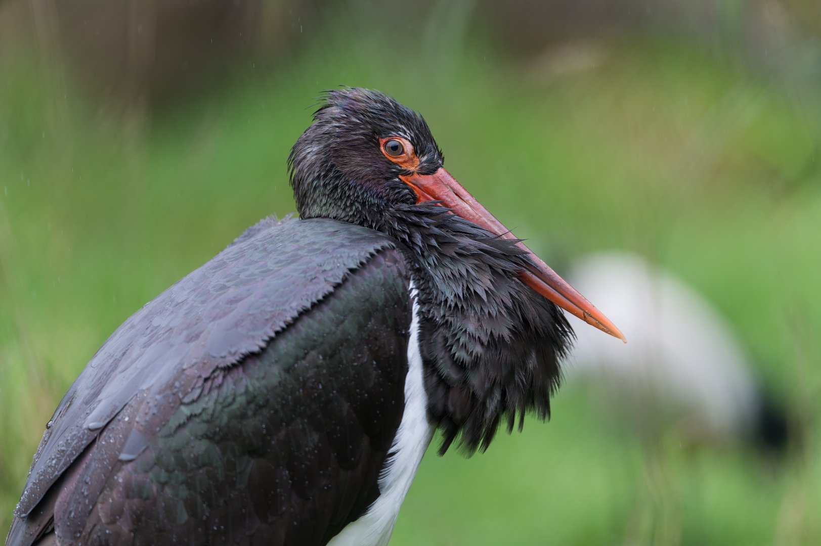 Black stork, CWP, UK