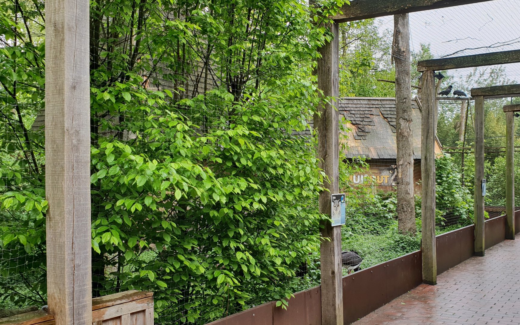 Black stork - Eagle owl - Raven aviaries