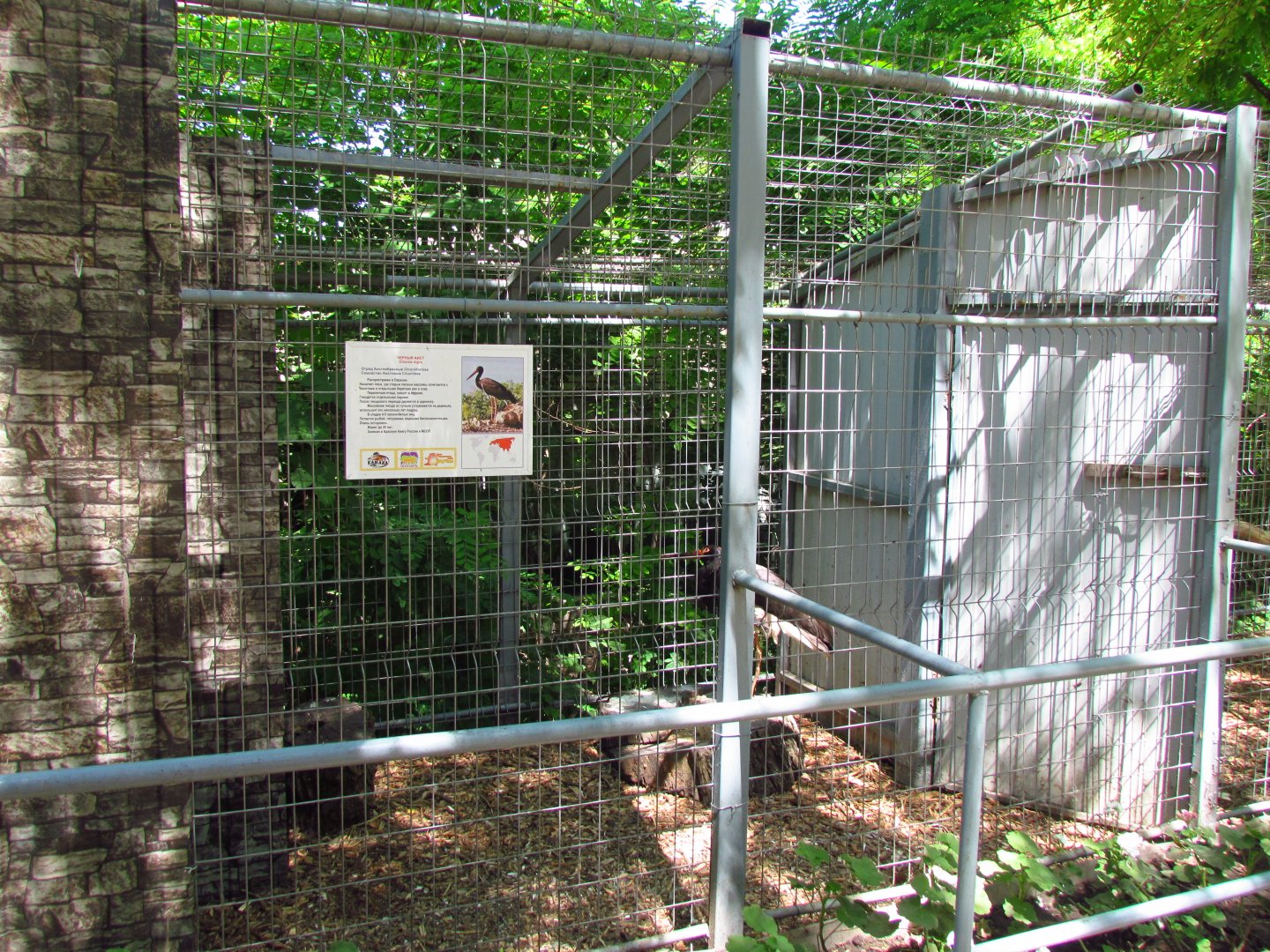 Black stork exhibit