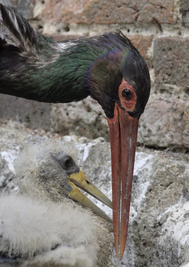 Black stork feeding chicks