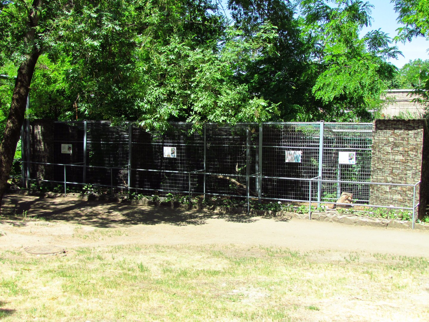 Black stork & ground hornbill