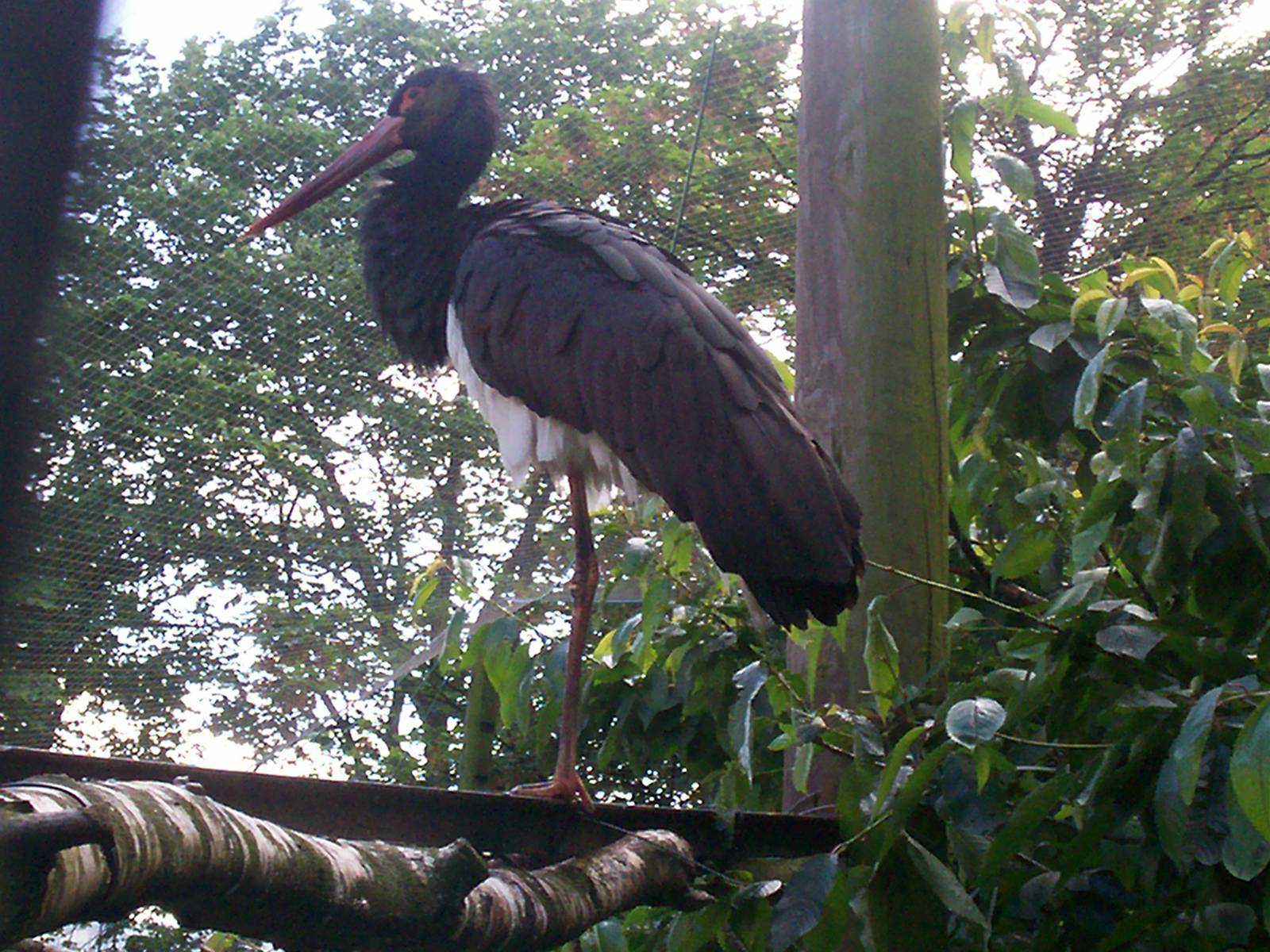 black stork in aviary it shares with waldrapp ibis at edinburgh zoo