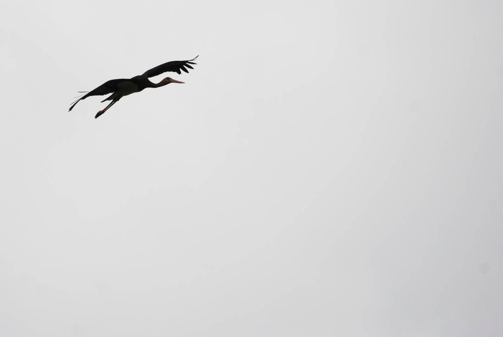 Black Stork in Awash NP, 12/10/14