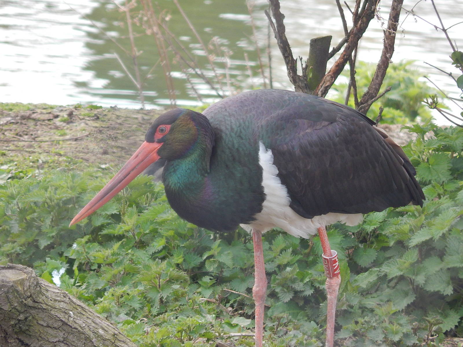 Black Stork in the African Wetlands Aviary