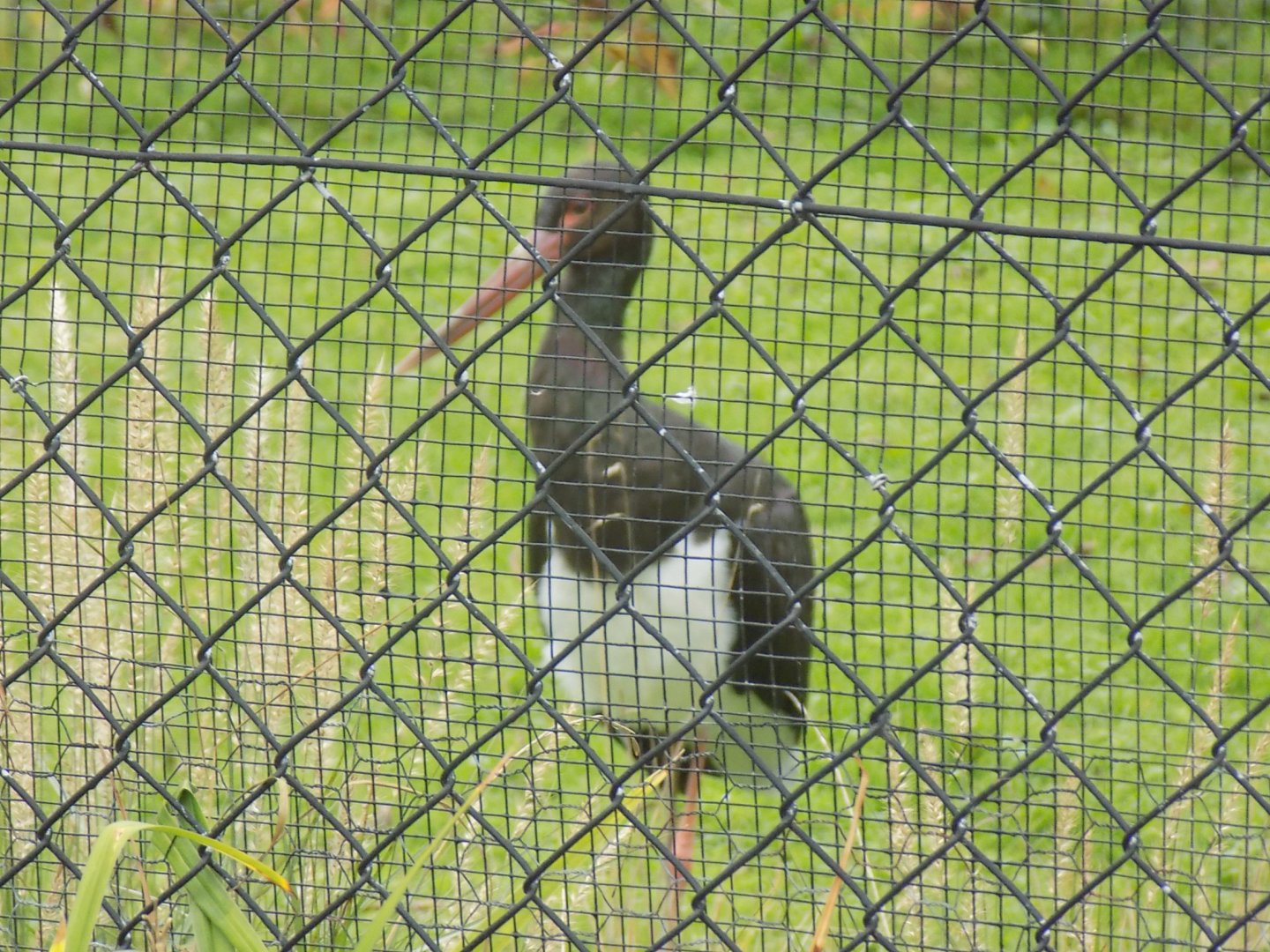 Black Stork in the Wetland Bird Aviary