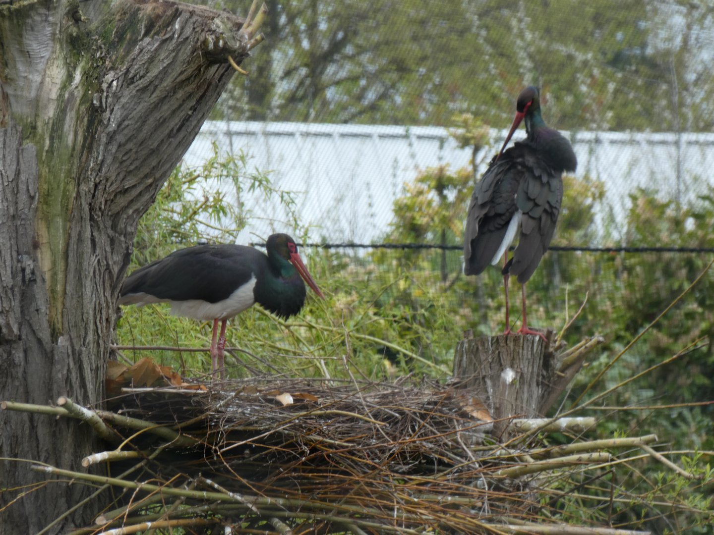Black Stork in Wetlands Aviary