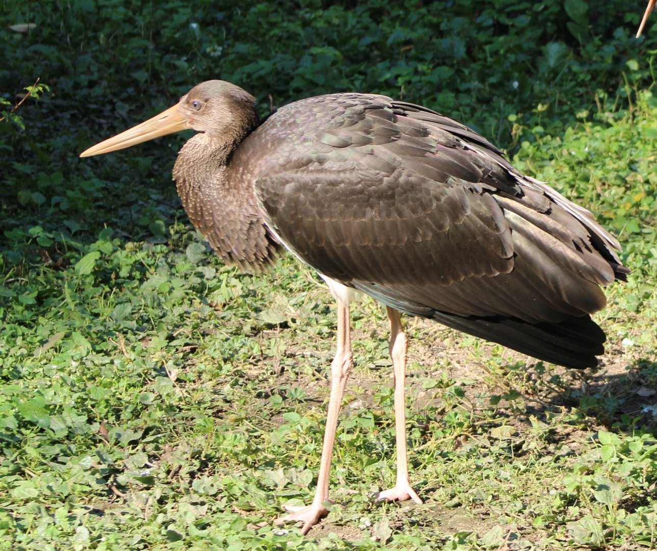 Black stork - juvenile