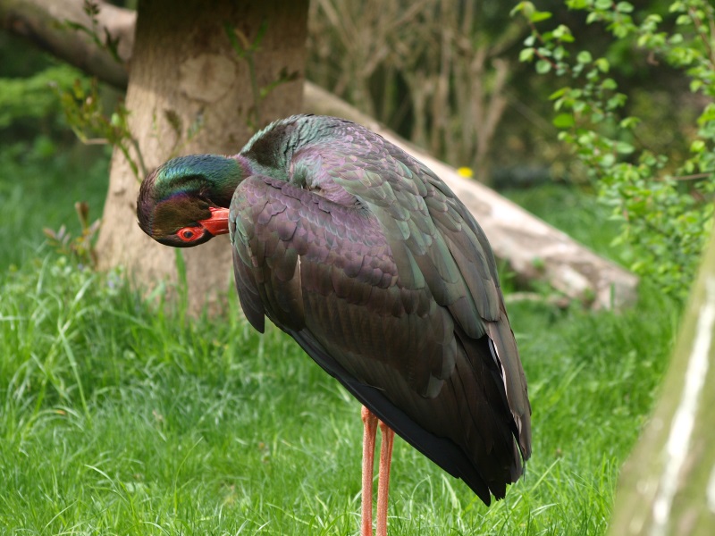 Black stork (May 2nd, 2015)