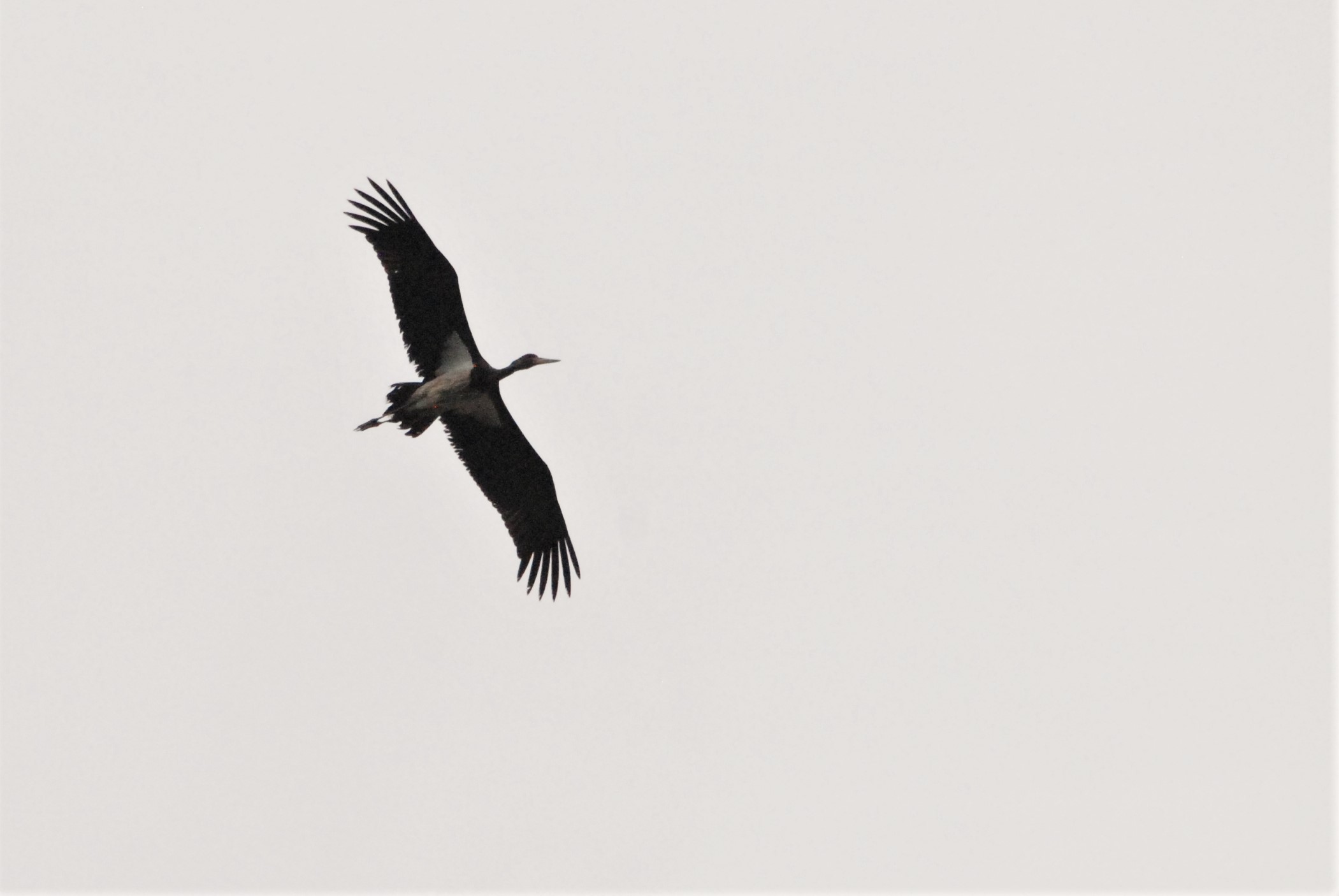 Black Stork near Fishtoft, Lincolnshire, 14th August 2021