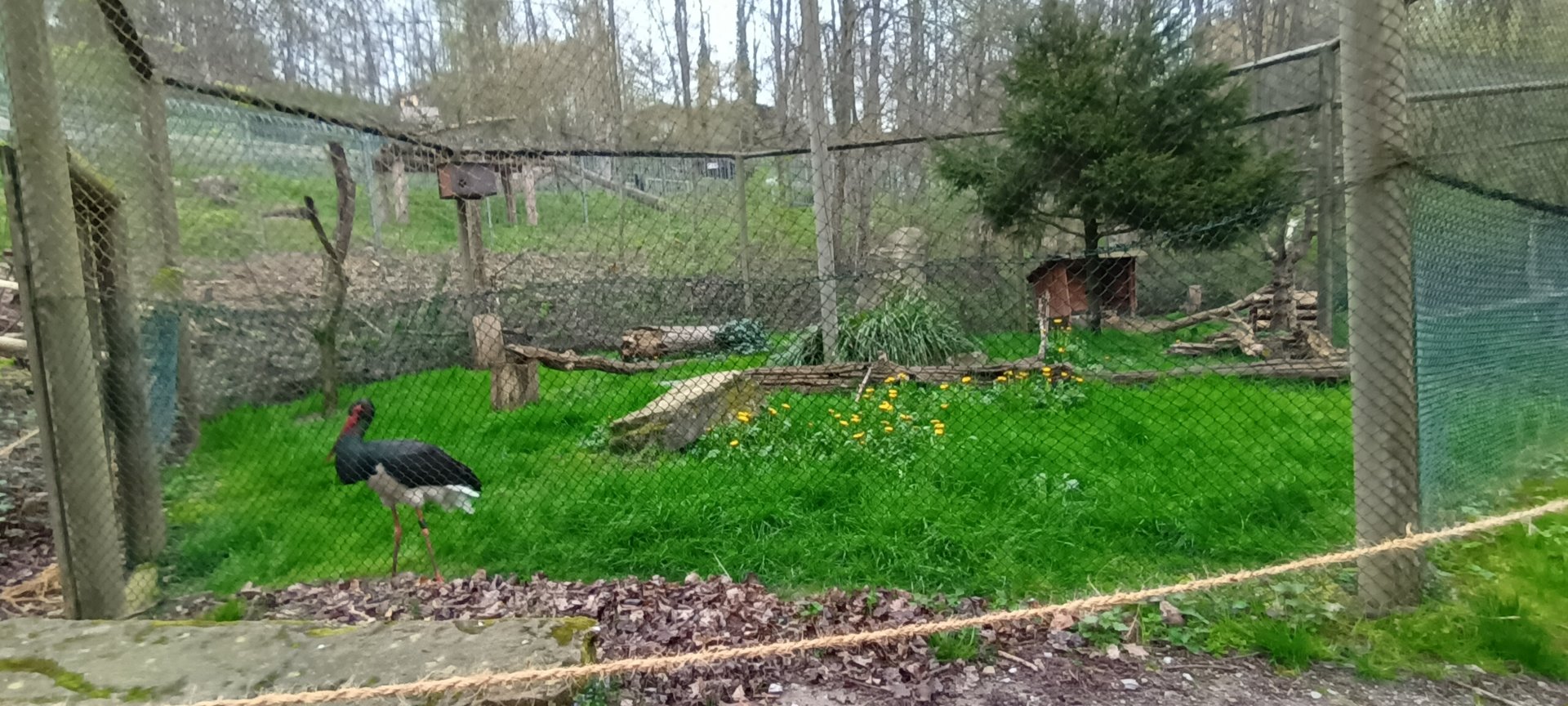 Black Stork, Northern Hawk Owl and Barn Owl Aviary