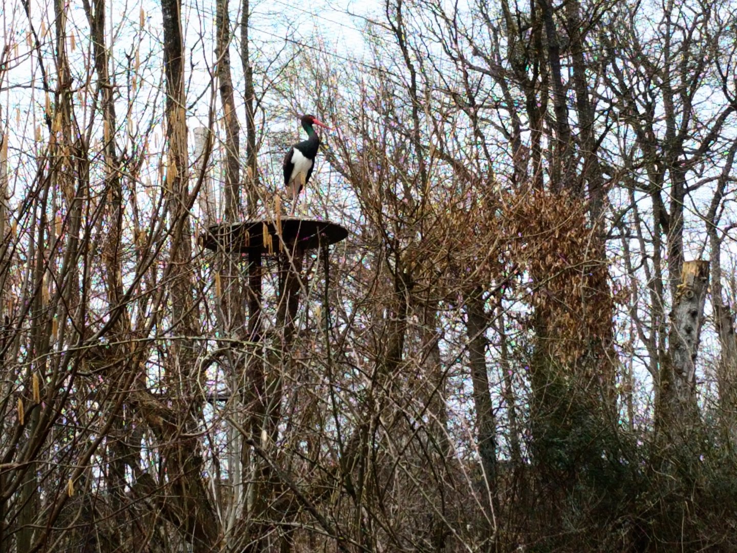 Black Stork on nesting Plattform